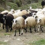 Σε «καραντίνα» όλη η Αιτωλοακαρνανία