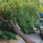 ΠΑΤΡΑ: Επεσε δένδρο στα Ταμπάχανα! Από θαύμα δεν είχαμε θύμα