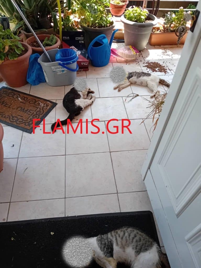 ΠΑΤΡΑ: Φονιάς ζώων στο Ριόλο! Εικόνες σοκ! Πέταξε δηλητήριο μέσα σε μπαλκόνι ξένου σπιτιού! Ξέρουν ποιος είναι...