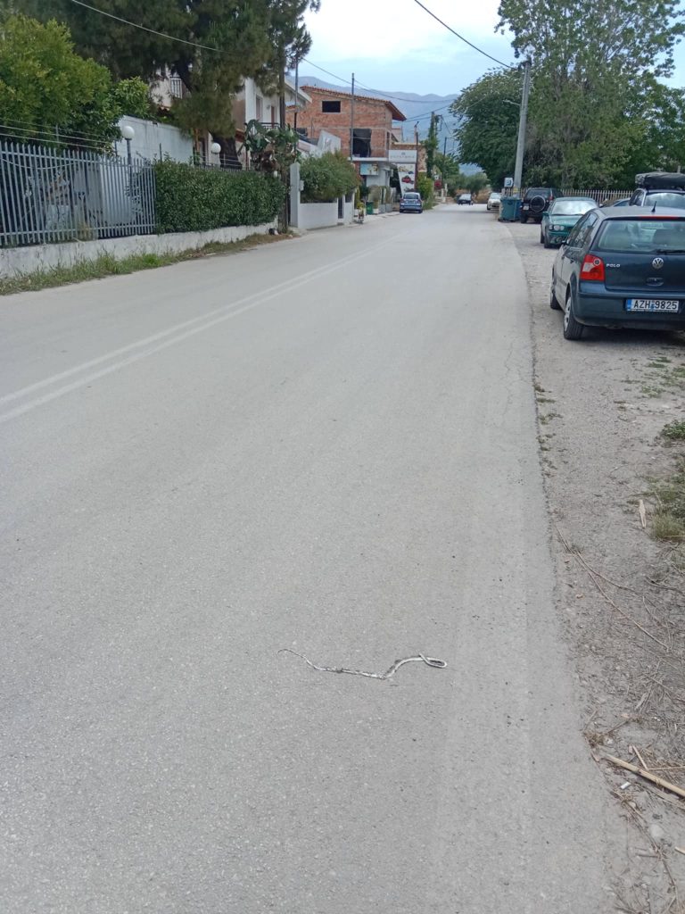 «ΕΠΙΘΕΣΕΙΣ» ΑΠΟ ΠΟΝΤΙΚΙΑ, ΦΙΔΙΑ, ΚΑΤΣΑΡΙΔΕΣ ΚΑΙ ΚΟΥΝΟΥΠΙΑ ΣΕ ΔΙΑΦΟΡΕΣ ΓΕΙΤΟΝΙΕΣ ΤΗΣ ΠΑΤΡΑΣ: Στο έλεος ζώων και εντόμων! ΠΟΛΛΕΣ ΦΩΤΟ