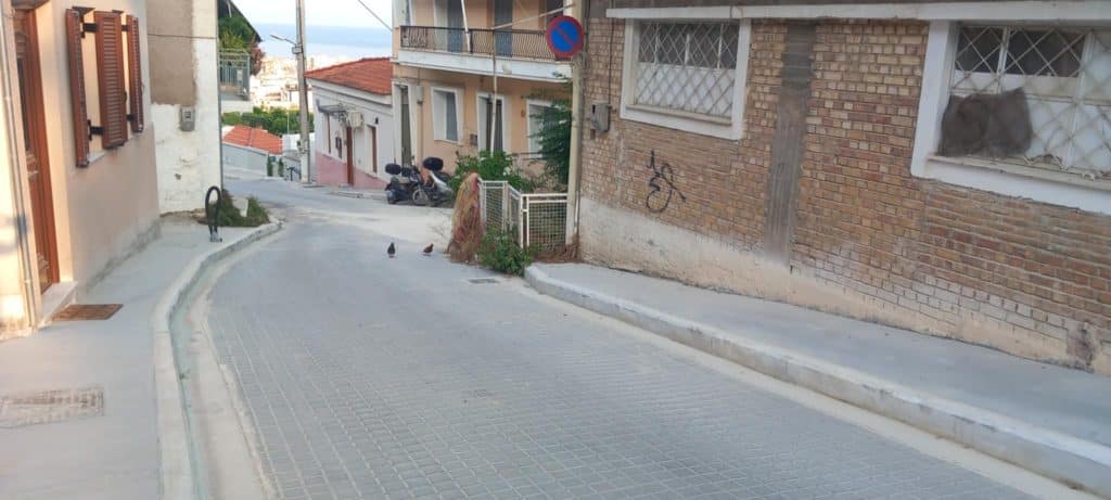 «ΕΠΙΘΕΣΕΙΣ» ΑΠΟ ΠΟΝΤΙΚΙΑ, ΦΙΔΙΑ, ΚΑΤΣΑΡΙΔΕΣ ΚΑΙ ΚΟΥΝΟΥΠΙΑ ΣΕ ΔΙΑΦΟΡΕΣ ΓΕΙΤΟΝΙΕΣ ΤΗΣ ΠΑΤΡΑΣ: Στο έλεος ζώων και εντόμων! ΠΟΛΛΕΣ ΦΩΤΟ