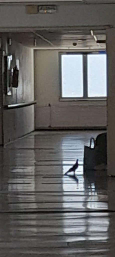 ΔΕΙΤΕ ΦΩΤΟ - ΡΙΟ: ΕΞΩ ΑΠΟ ΤΑ ΧΕΙΡΟΥΡΓΕΙΑ: Επανεμφανίστηκαν τα περιστέρια στο Νοσοκομείο!