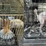 Εγκλωβισμένα σε κλουβιά 27 σκυλιά, μια γάτα και ένα γεράκι - Δύο συλλήψεις για παράνομο εμπόριο ζώων συντροφιάς στην Αγία Παρασκευή