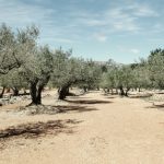 Η πικρή αλήθεια για το ελαιόλαδο και τον αγώνα των Ελλήνων αγροτών – Κλοπές και ξηρασία απειλούν την παραγωγή