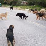 TΡΟΜΟΣ ΣΤΟ ΖΑΒΛΑΝΙ: Απανωτές επιθέσεις από αγέλη σκύλων – Δάγκωσαν δύο γυναίκες! Έκκληση από τους κατοίκους!