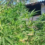 Μεσολόγγι: Του πέρασαν χειροπέδες για καλλιέργεια και κατοχή ναρκωτικών