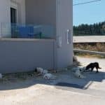 ΠΑΤΡΑ-ΖΑΒΛΑΝΙ: Συνεχίζεται ο τρόμος από τις επιθέσεις αδέσποτων