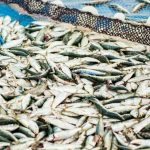Υπεραλίευση: Απειλεί 600 εκατομμύρια θέσεις εργασίας και το παγκόσμιο εισόδημα