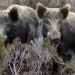 Αγριογούρουνα έκαναν επιδρομή σε χωράφια της Ηλείας – Έφαγαν δύο τονους καρπούζι