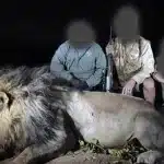 Θύμα κυνηγών για 35.000 λίρες έπεσε το λιοντάρι-σταρ Μπλόντι