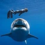 Ocean Ramsey: Ποια είναι η «γητευτής καρχαριών» του Netflix – Η περιουσία της γυναίκας που κολυμπάει με καρχαρίες