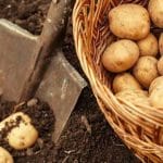 Ξεκινά το 3ο Festival Πατάτας στη Λακκόπετρα Δυτικής Αχαΐας - ΟΛΟ ΤΟ ΠΡΟΓΡΑΜΜΑ