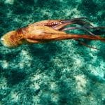 Αυτό το ζώο πετάει αντικείμενα σε όποιον το πειράξει, ακόμα και στον σύντροφό του