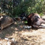 ΔΥΤΙΚΗ ΕΛΛΑΔΑ: Μπαράζ επιθέσεων λύκων, σε απόγνωση οι κάτοικοι - ΦΩΤΟ ΚΑΙ ΒΙΝΤΕΟ