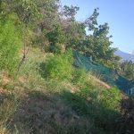 Μεσολόγγι: Συνελήφθη άνδρας για καλλιέργεια και διακίνηση ναρκωτικών