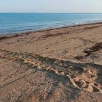 Περισσότερες από 60 φωλιές Caretta caretta καταγράφηκαν ως τώρα στο Εθνικό Πάρκο Κοτυχίου-Στροφυλιάς