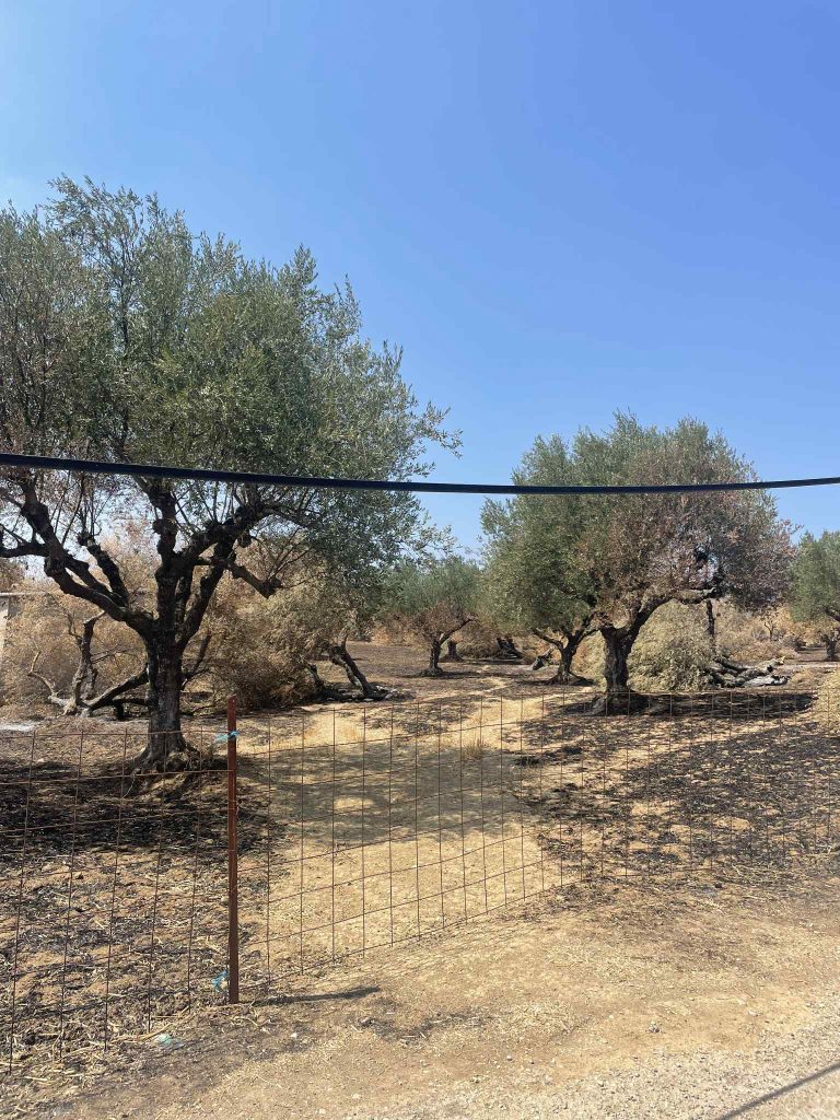 ΑΧΑΪΑ - ΔΕΙΤΕ ΦΩΤΟ: Η μεγάλη καταστροφή από τη φωτιά στο Βασιλικό!