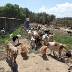 ΠΑΤΡΑ - ΦΩΤΙΑ: Ο συγκινητικός και ηρωικός αγώνας του Σπύρου Δανελάτου για τα τετράποδα!