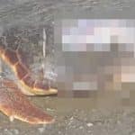 Ζάκυνθος: Σκάφος τραυμάτισε θανάσιμα χελώνα Caretta Caretta
