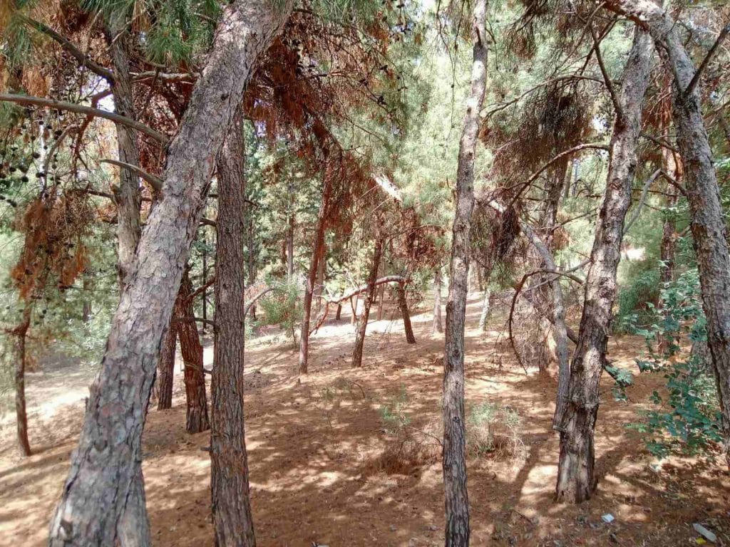 Θ. ΚΑΝΕΛΛΟΠΟΥΛΟΣ: Ιδού τα χάλια και ο κίνδυνος που εγκυμονεί στο Δασύλλιο - ΦΩΤΟ
