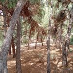Θ. ΚΑΝΕΛΛΟΠΟΥΛΟΣ: Ιδού τα χάλια και ο κίνδυνος που εγκυμονεί στο Δασύλλιο - ΦΩΤΟ