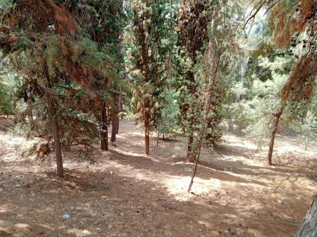 Θ. ΚΑΝΕΛΛΟΠΟΥΛΟΣ: Ιδού τα χάλια και ο κίνδυνος που εγκυμονεί στο Δασύλλιο - ΦΩΤΟ