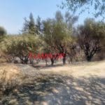 Πέντε μέτρα στήριξης για τους πυρόπληκτους του καλοκαιριού – Τι προβλέπουν για επίδομα στέγασης, ΕΝΦΙΑ και επιχειρήσεις