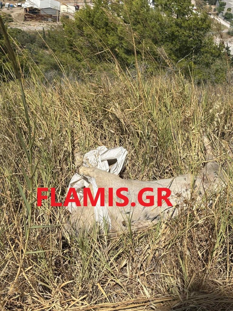 ΦΡΙΚΗ ΣΤΑ ΣΥΧΑΙΝΑ ΠΑΤΡΩΝ: Αποκεφάλισαν σκύλο - ΣΚΛΗΡΗ ΕΙΚΟΝΑ