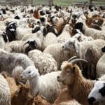 Nέα μέτρα του υπ. Ανάπτυξης για την αντιμετώπιση της ευλογιάς των αιγοπροβάτων