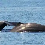 Σπάνιες εικόνες στην Ικαρία – Δύο φάλαινες φυσητήρες κάνουν βαθιά κατάδυση