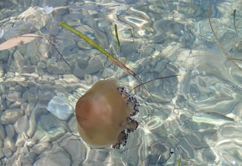 ΠΑΤΡΑ: Γέμισε μέδουσες ο Πατραϊκός - ΦΩΤΟ