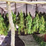 Αιτωλοακαρνανία: Εντοπίστηκε οργανωμένη φυτεία με χιλιάδες δενδρύλλια κάνναβης - Ερευνάται δίκτυο διακίνησης ναρκωτικών σε νησί των Κυκλάδων