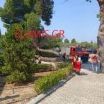ΠΑΤΡΑ - ΦΩΤΟ: Ξεριζώθηκε και έπεσε δένδρο στο Πανεπιστήμιο