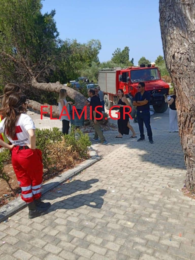 ΠΑΤΡΑ - ΦΩΤΟ: Ξεριζώθηκε και έπεσε δένδρο στο Πανεπιστήμιο