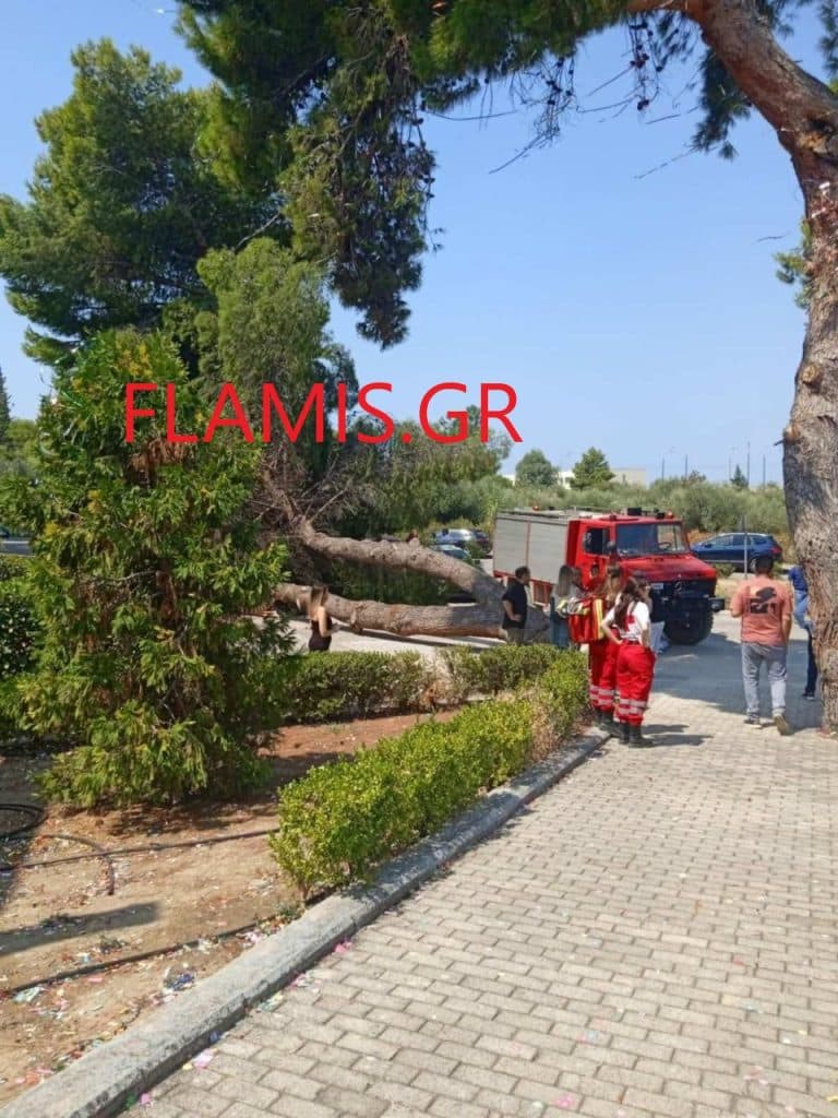 ΠΑΤΡΑ - ΦΩΤΟ: Ξεριζώθηκε και έπεσε δένδρο στο Πανεπιστήμιο
