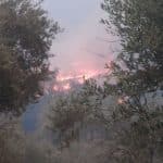 Η φωτιά της 12ης Αυγούστου στην Δυτική Αχαΐα, όπως την έζησα - Της Σοφίας Καυκοπούλου