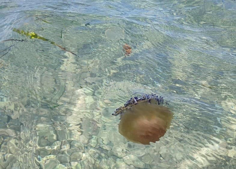 ΠΑΤΡΑ: Γέμισε μέδουσες ο Πατραϊκός - ΦΩΤΟ