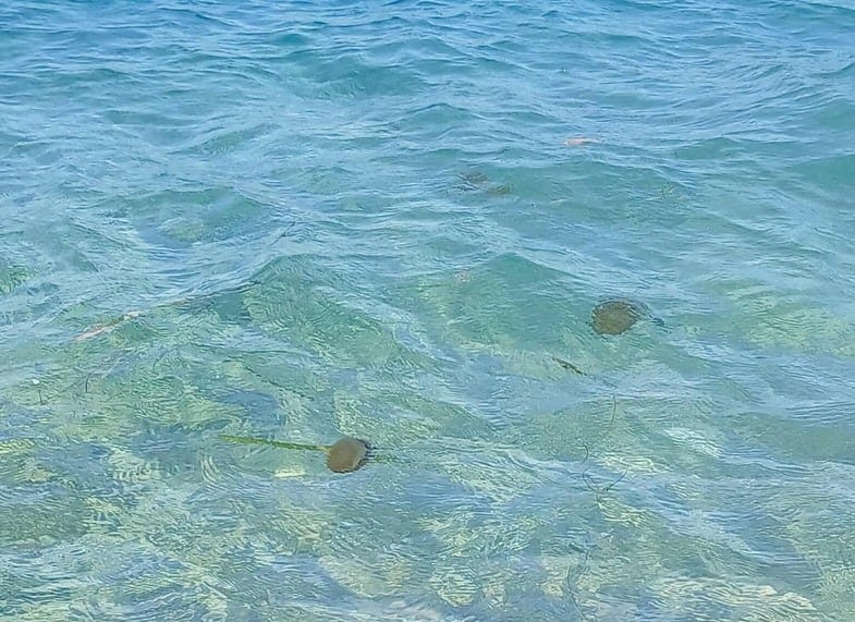 ΠΑΤΡΑ: Γέμισε μέδουσες ο Πατραϊκός - ΦΩΤΟ