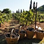 ΔΕΙΤΕ ΦΩΤΟ: Ανοιχτός τρύγος στην Achaia Clauss