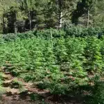 Εντοπίστηκε φυτεία με περισσότερα από 2.012 δενδρύλλια κάνναβης στο Ξυλόκαστρο