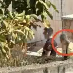 Βοιωτία: «Φοβόταν ότι θα κατηγορηθεί, είχα να δω τη γιαγιά μου από το 2021» - Τι κατέθεσε ο 28χρονος γιος της 62χρονης που έθαψε τη μητέρα της