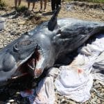 Σάμος: Νεκρή εκβράστηκε φάλαινα φυσητήρας στις βόρειες ακτές του νησιού