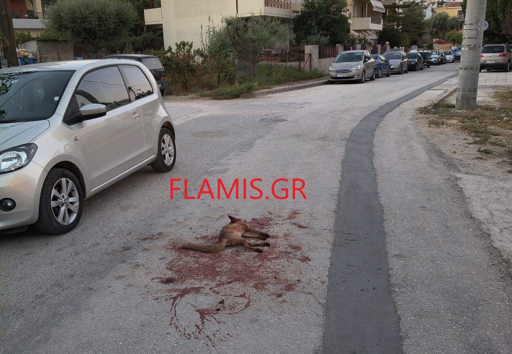 Φωτό σοκ! Αγέλη σκύλων κατασπάραξε αλεπού.... μέσα στην Πάτρα!
