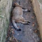 Aχαϊα: Μπαράζ περιστατικών με φόλες στη Χαλανδρίτσα