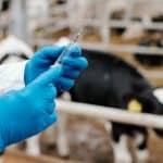 Επίδομα επικίνδυνης και ανθυγιεινής εργασίας για τους κτηνιάτρους των Περιφερειών