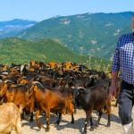 Διασελλάκι Αιτωλοακαρνανίας: Ο τελευταίος βοσκός που κρατά ζωντανή την παράδοση - Βίντεο