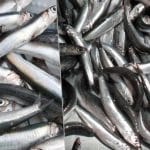 Ακρίβεια: Απλησίαστα για τους καταναλωτές τα φρέσκα ψάρια