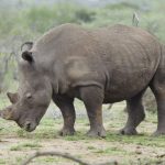 10 δισ. δολάρια για να αναστηθεί ένα είδος – Η Colossal φέρνει πίσω τον λευκό ρινόκερο