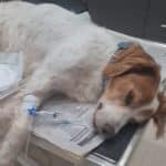 Ηλεία: Αμοιβή για να βρεθεί ο δράστης που κακοποίησε τον σκύλο – Βρέθηκε ο ιδιοκτήτης του