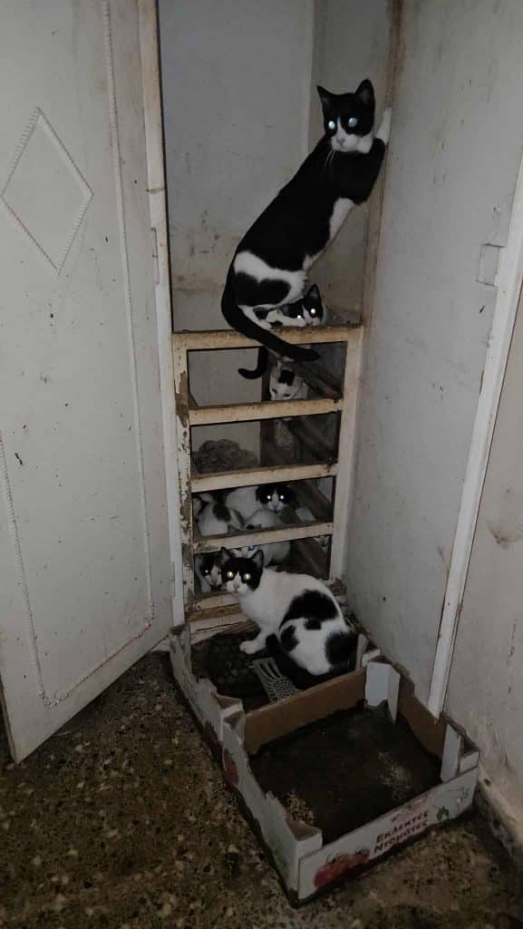 Φωτό - σοκ! Είχε κλείσει 28 γάτες σε ένα δωμάτιο στο σκοτάδι! Παρέμβαση Εισαγγελέα Πατρών Φωτό - σοκ! Είχε κλείσει 28 γάτες σε ένα δωμάτιο στο σκοτάδι! Παρέμβαση Εισαγγελέα Πατρών